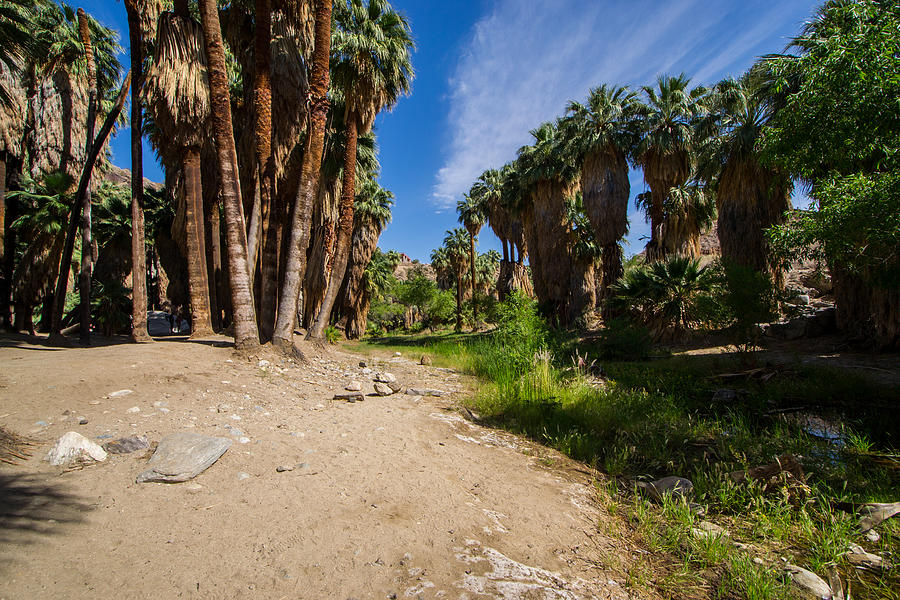 Palm Canyon Photograph by Ross Jamison | Fine Art America