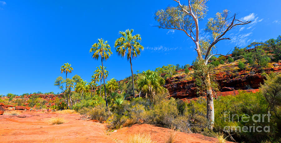 Palm Valley Central Australia  #8 Photograph by Bill  Robinson