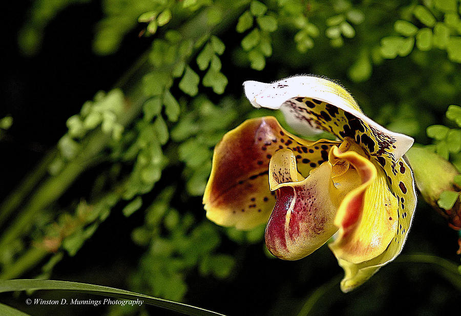 Paphiopedilum Orchid Photograph - Paphiopedilum Orchid  #8 by Winston D Munnings