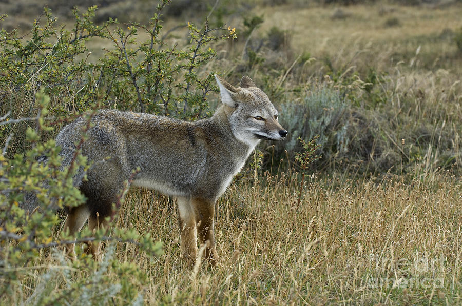 Patagonia Grey Fox #8 Photograph by John Shaw