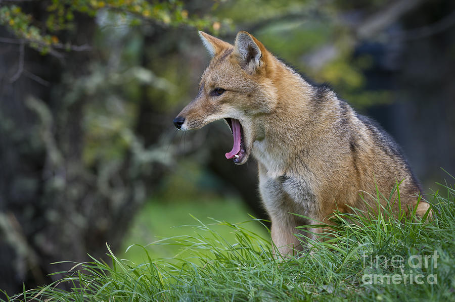 Patagonian Red Fox #8 Photograph by John Shaw