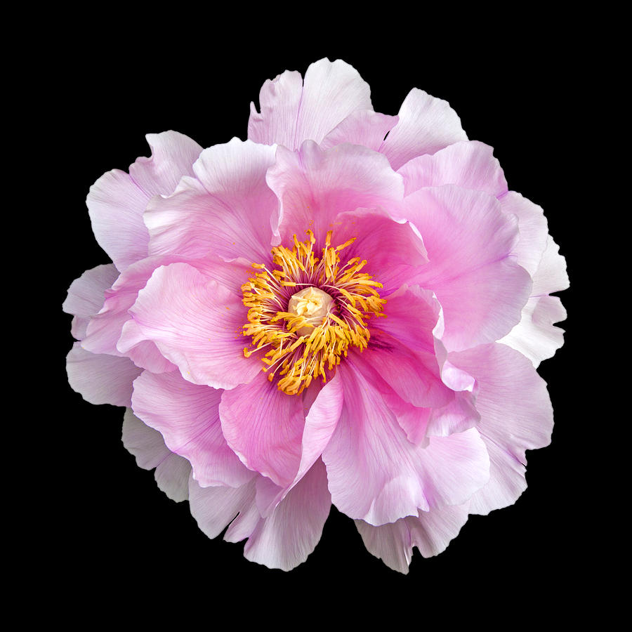 Peony #8 Photograph by Charles Harden