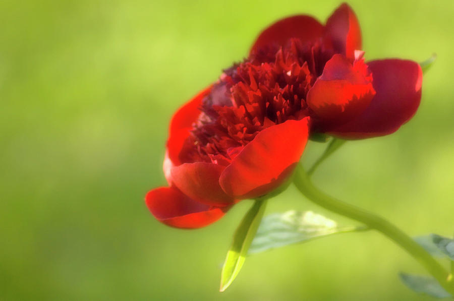 Peony (paeonia Lactiflora) #8 Photograph by Science Photo Library Peony (paeonia Lactiflora) #8 Photograph by Science Photo Library