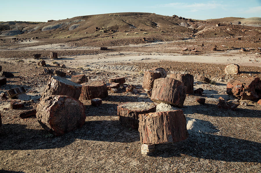 Petrified Forest #8 Photograph by Science Photo Library Petrified Forest #8 Photograph by Science Photo Library