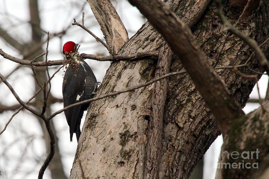 Pileated Woodpecker #8 Photograph by Jack R Brock