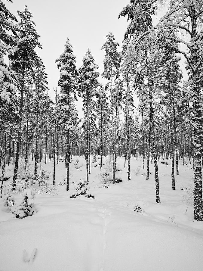 Pine forest winter #7 Photograph by Jouko Lehto