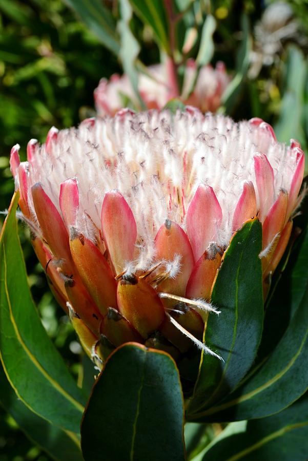 Pink Ice Protea #8 Photograph by Werner Lehmann - Pixels