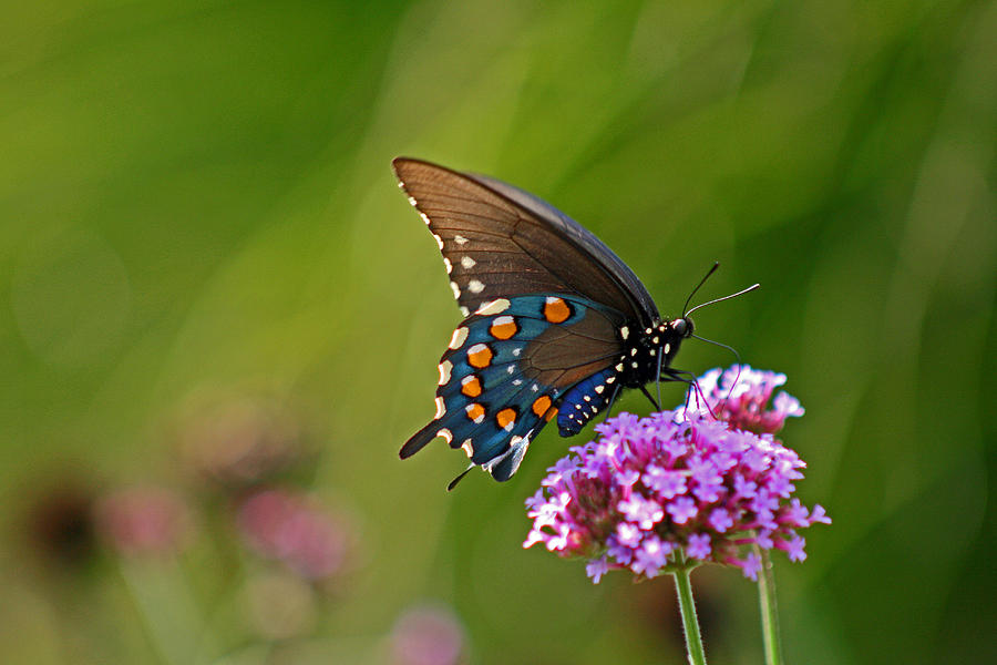Pipevine Swallowtail Butterfly #1 Photograph by Karen Adams