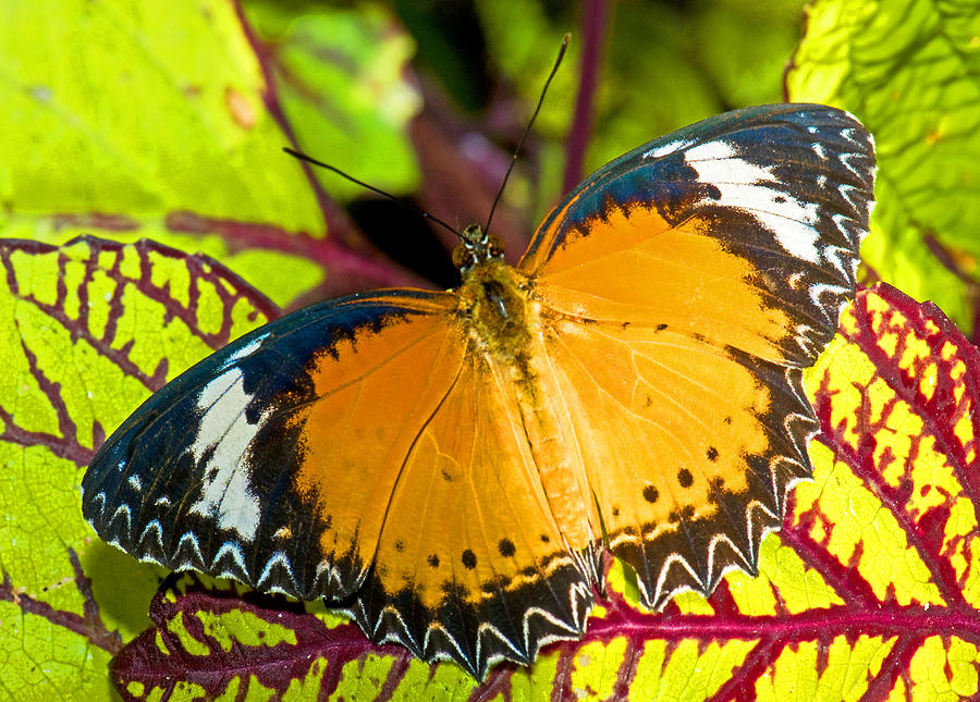 Plain Tiger Butterfly #8 Photograph by Millard H. Sharp