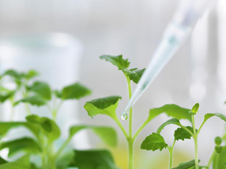 Plant Biotechnology Photograph by Tek Image Pixels