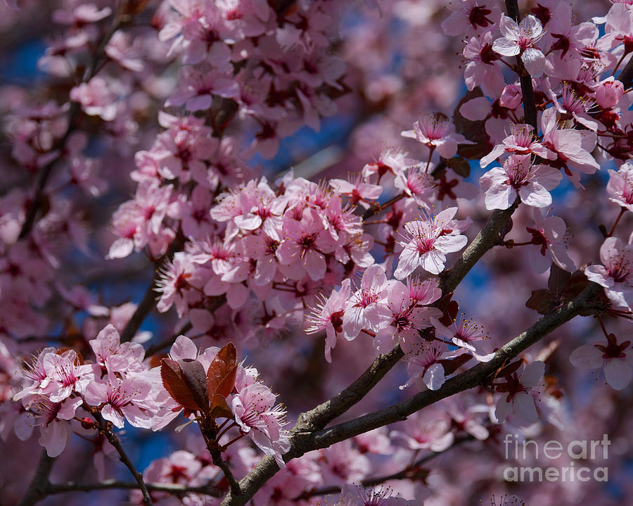 Plum Tree Flowers #8 Photograph by Mark Dodd