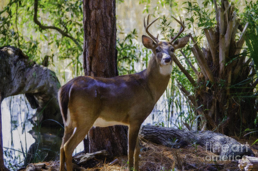 8 Point Buck Along The Wando River Photograph by Dale Powell