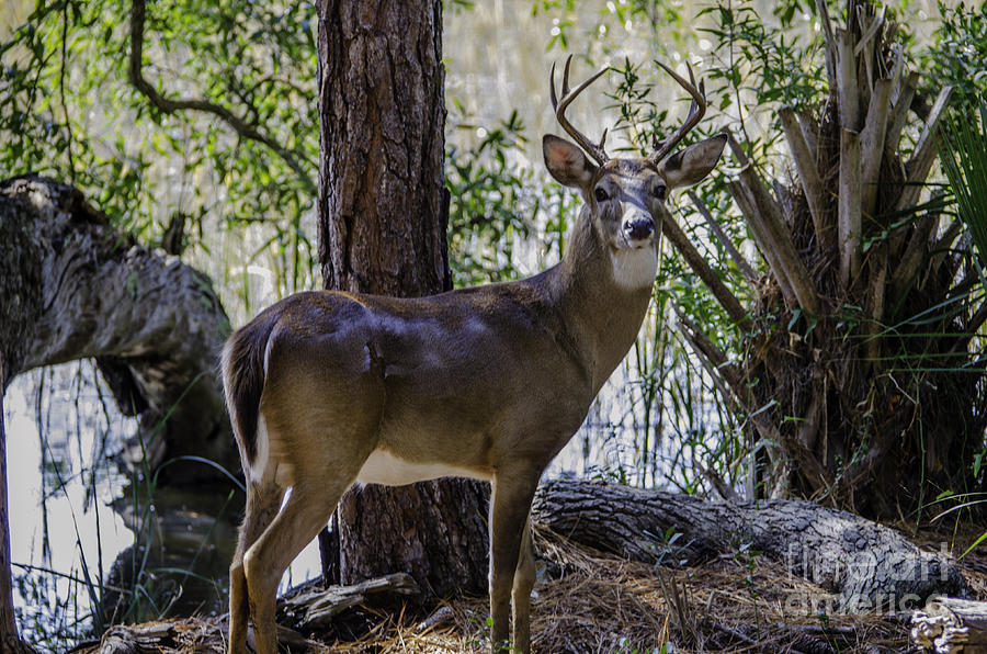 8 Point Buck In My Backyard Photograph