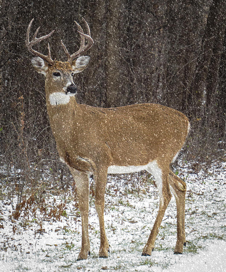 8 Point Buck Standing Proud Photograph by Patti Deters