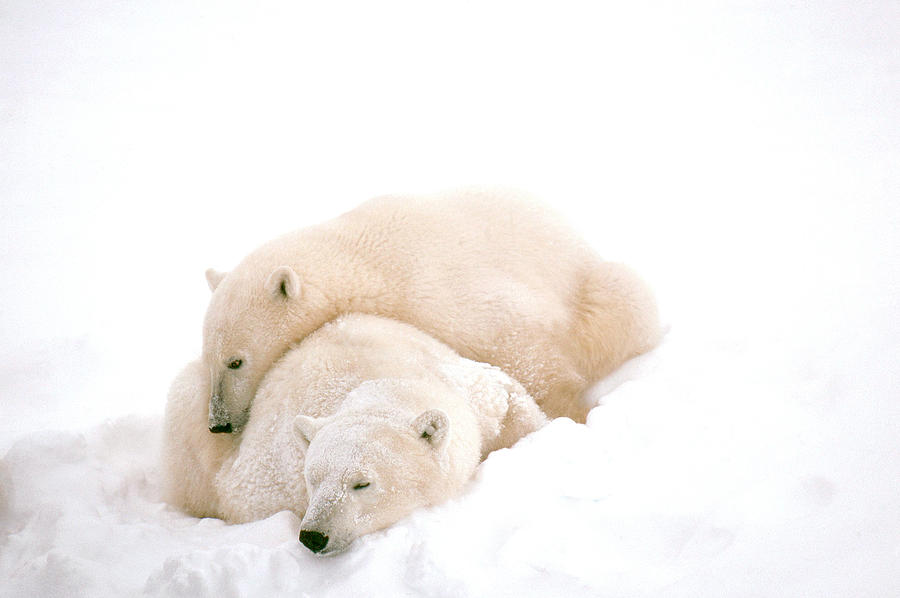Polar Bear #8 Photograph by Dan Guravich