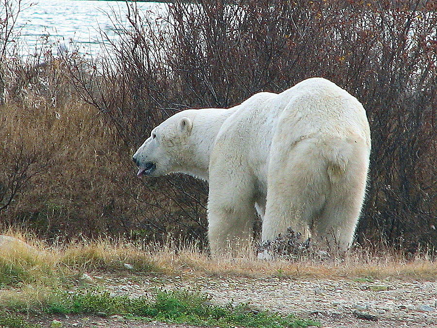 Polar Bear #8 Photograph by David Matthews