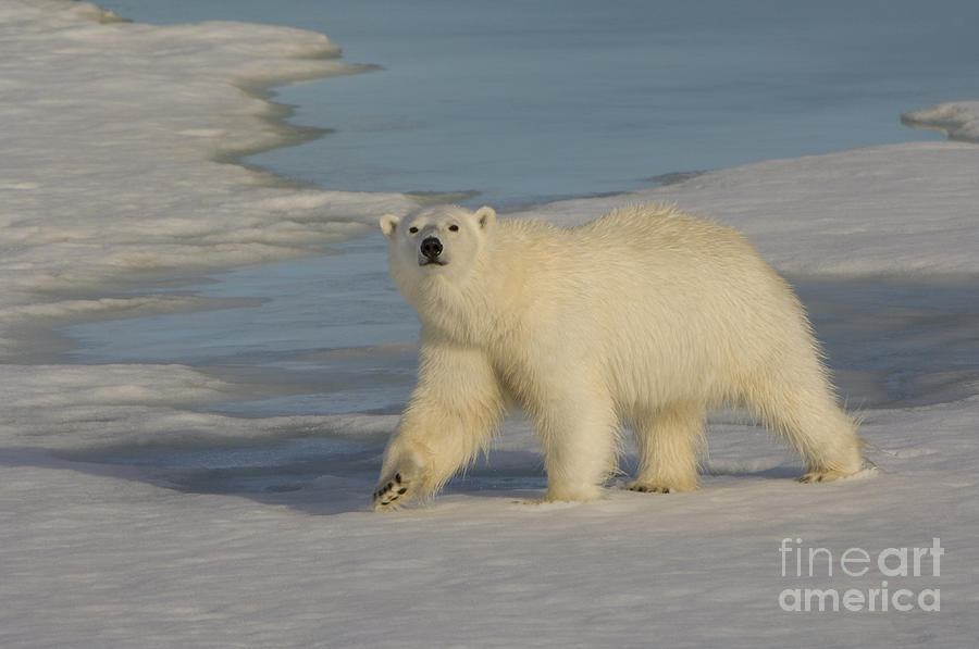 Polar Bear Walking On Ice #8 Photograph by John Shaw