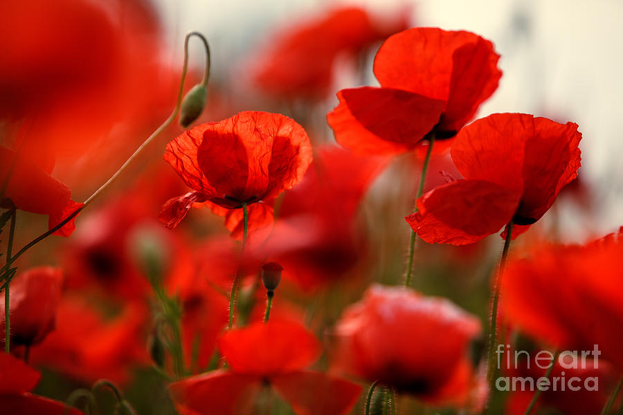 Poppy Photograph - Poppy Dream #8 by Nailia Schwarz