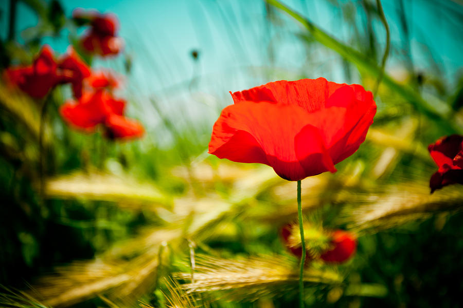 Poppy field and sky #8 Photograph by Raimond Klavins
