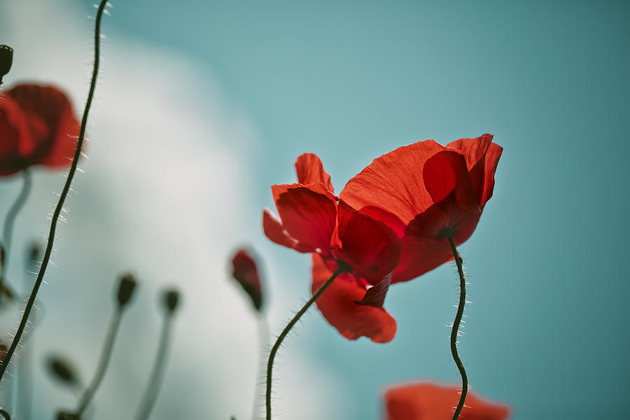 Poppy Photograph - Poppy Meadow #8 by Nailia Schwarz