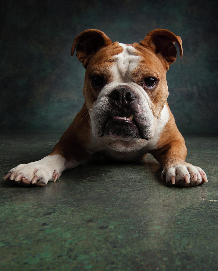 English Bulldog Photograph - Portrait Of An English Bulldog #8 by Animal Images