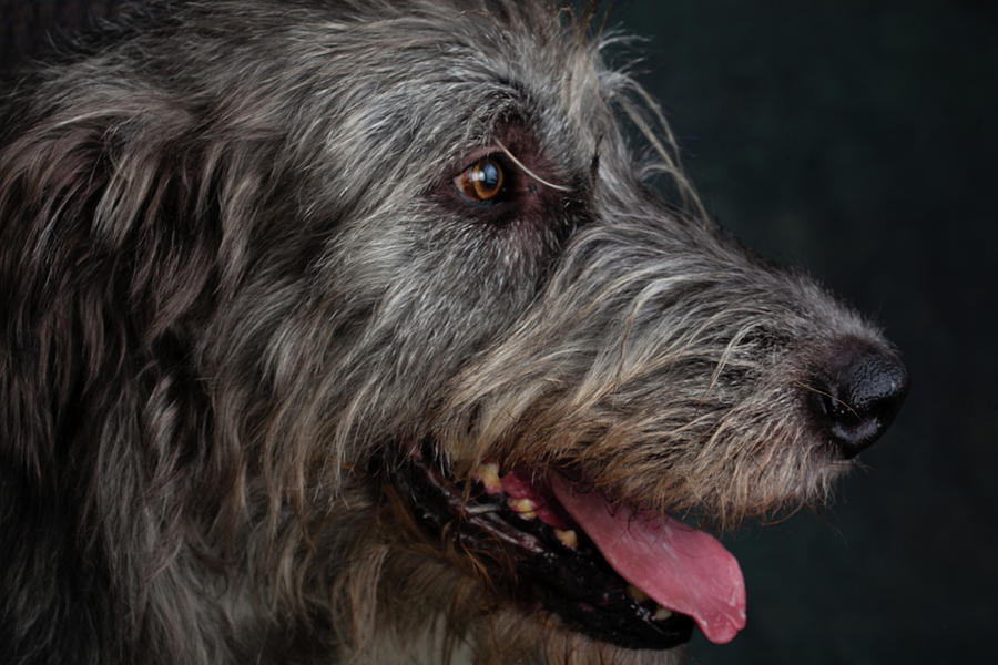 Portrait Of Irish Wolf Hound Dog Photograph By Animal Images - Fine Art 