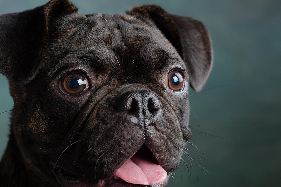 Portrait Of Pug Bulldog Mix Dog Photograph by Animal Images