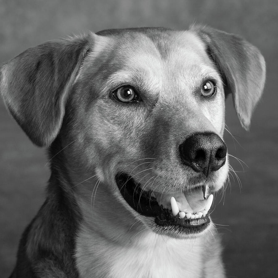 Portrait Of Red Bone Coon Mix Dog Photograph by Animal Images - Fine ...