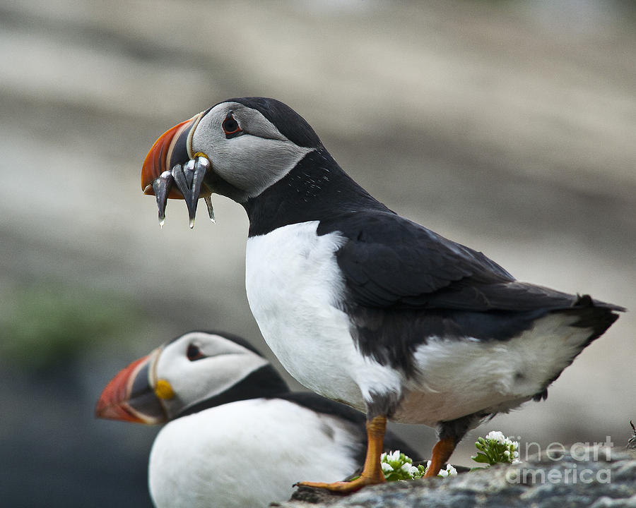 Two Puffins and Fish Photograph by Heiko Koehrer-Wagner