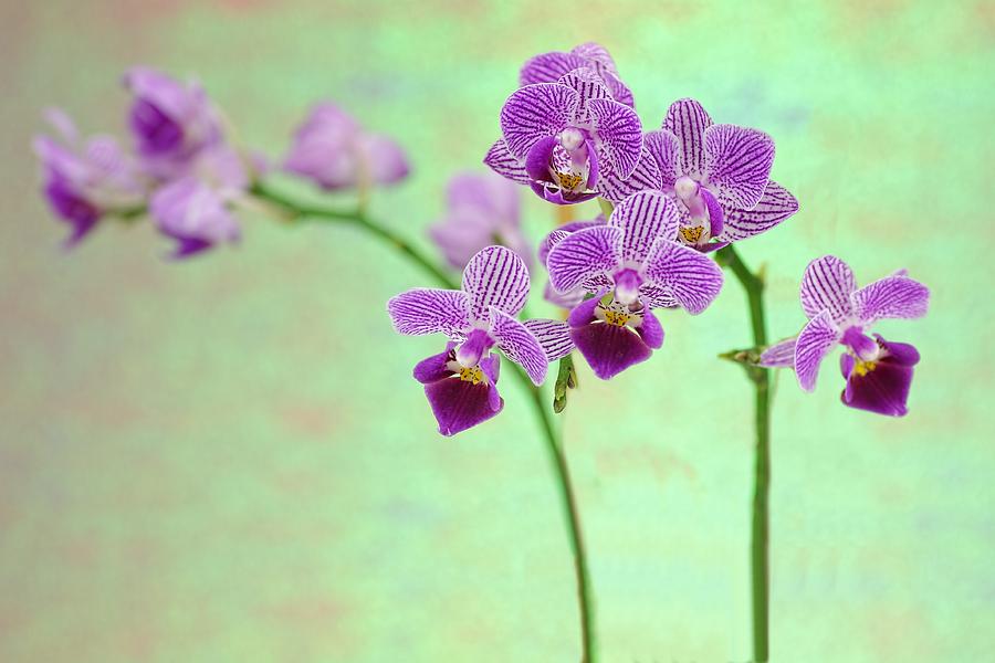 Purple Orchid-11 Photograph by Rudy Umans