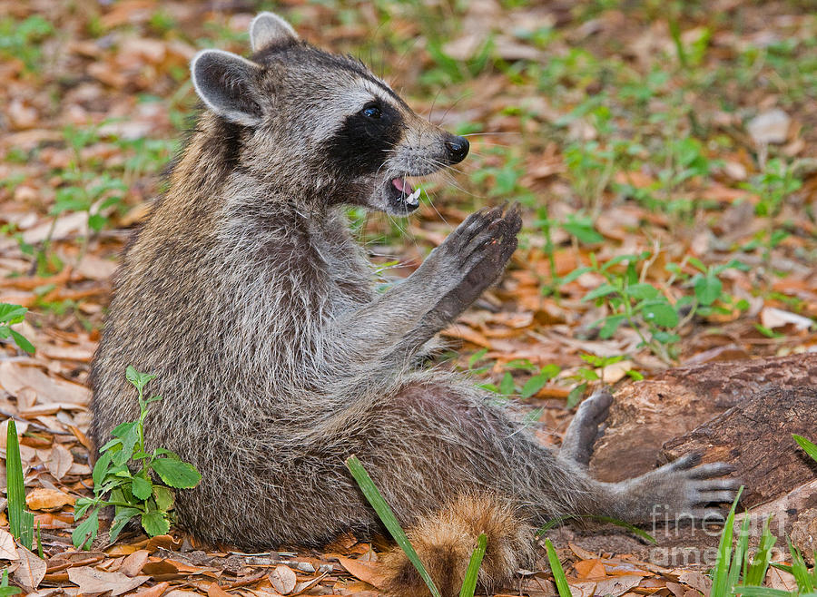 Raccoon Photograph by Millard H. Sharp | Fine Art America