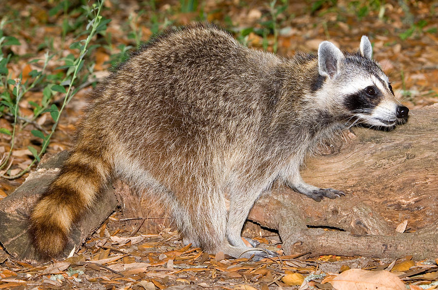 Raccoon Procyon Lotor Adult Foraging #8 Photograph by Millard H. Sharp
