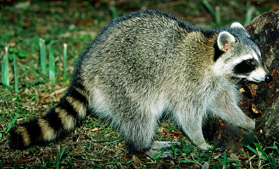 Wildlife Photograph - Raccoon Procyon Lotor #8 by Millard H. Sharp