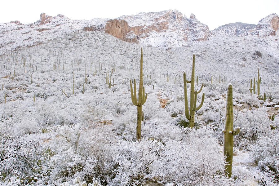 Rare Desert Snow On Saguaro Cactus #8 Photograph by Craig K. Lorenz