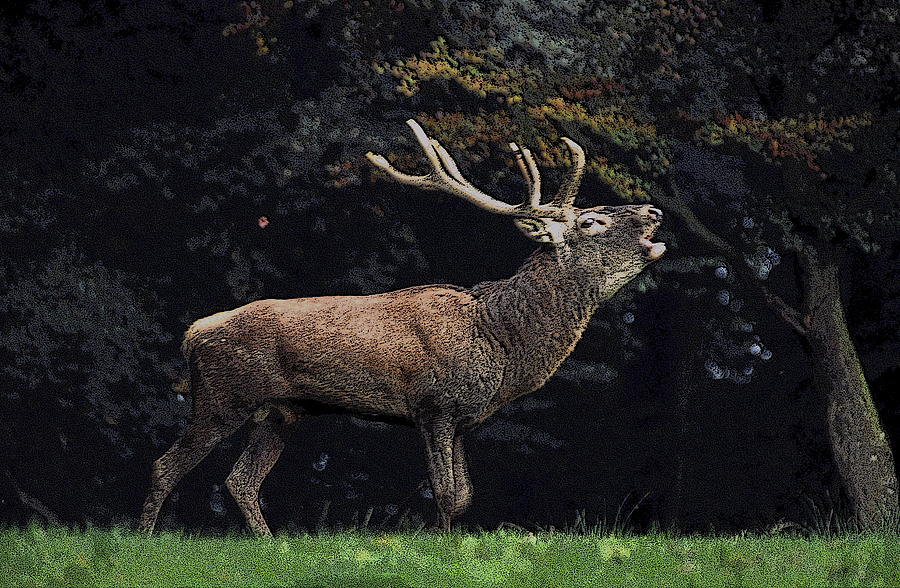 Red Deer Digital Art by Ronald Jansen Fine Art America