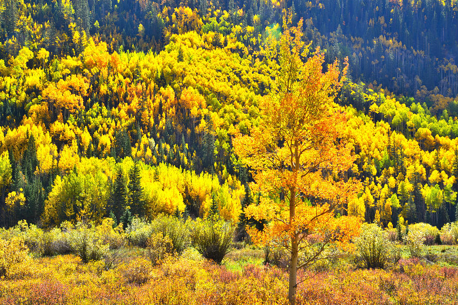 Red Mountain Pass Fall Colors #9 Photograph by Ray Mathis