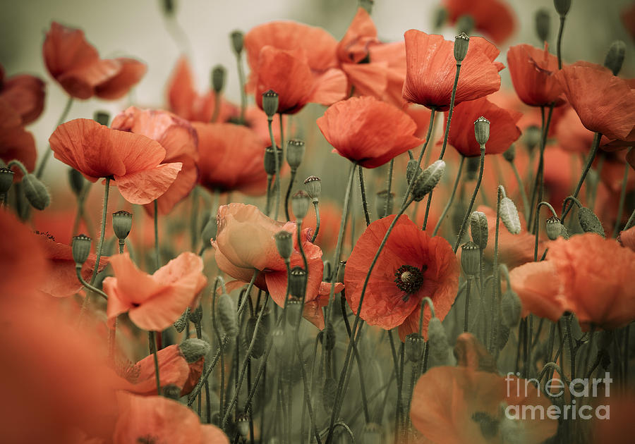 Poppy Photograph - Red Poppy Flowers #8 by Nailia Schwarz