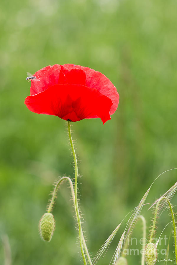 Red poppy #8 Photograph by Jivko Nakev