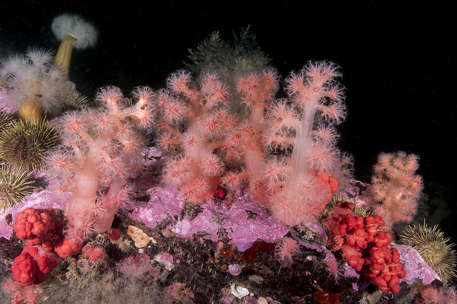 Red Soft Coral #8 Photograph by Andrew J. Martinez