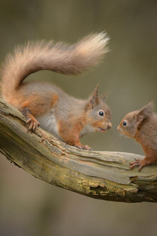 Red Squirrel #8 Photograph by Andy Astbury