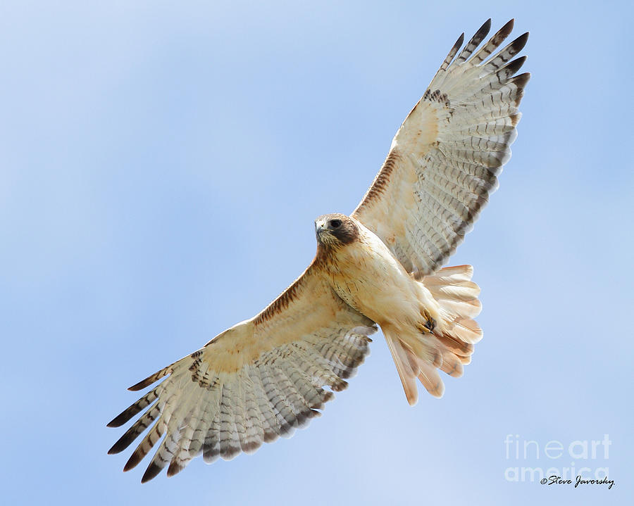 Red Tail Hawk #8 Photograph by Steve Javorsky