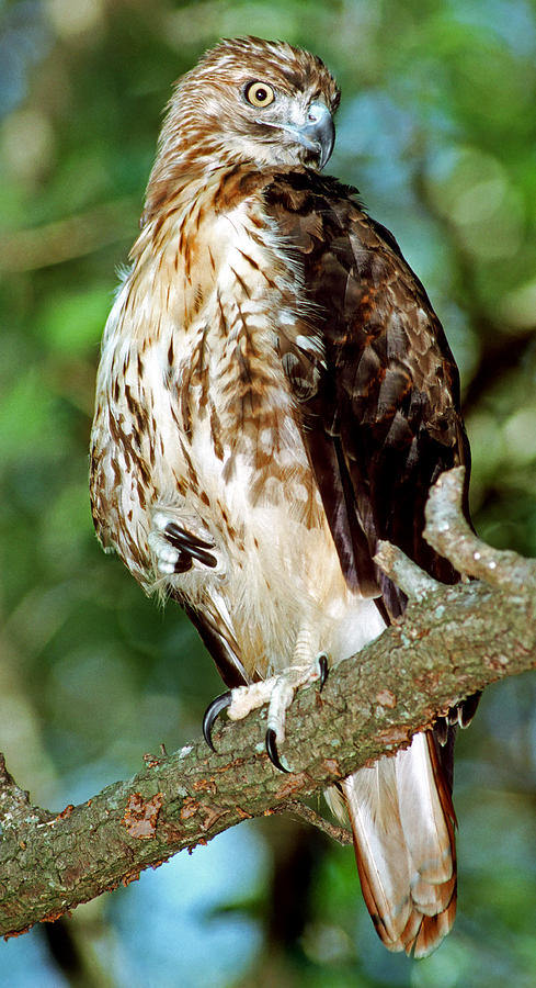Red-tailed Hawk #8 Photograph by Millard H. Sharp