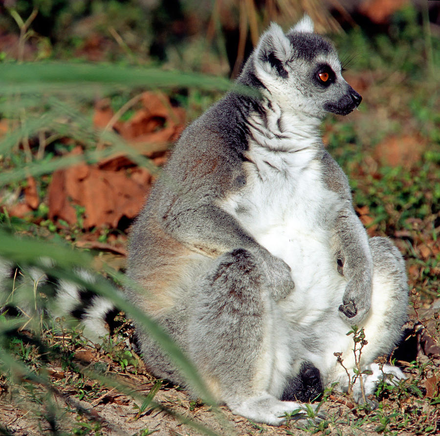 Ring-tailed Lemur Lemur Catta #8 Photograph by Millard H. Sharp