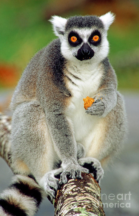 Ring Tailed Lemur #8 Photograph by Millard H. Sharp