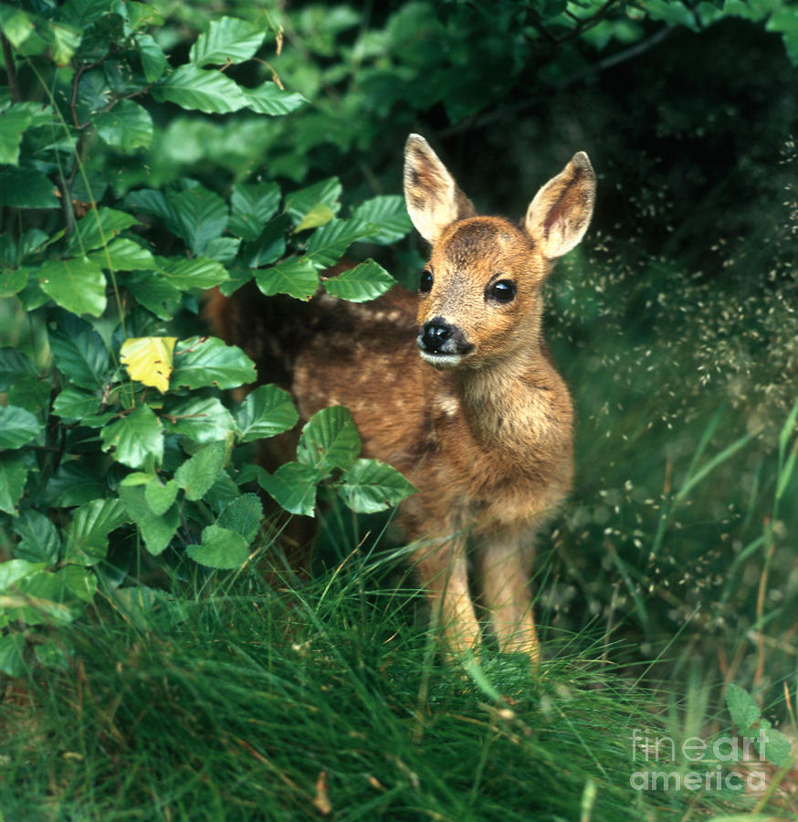 Roe Deer #8 Photograph by Hans Reinhard