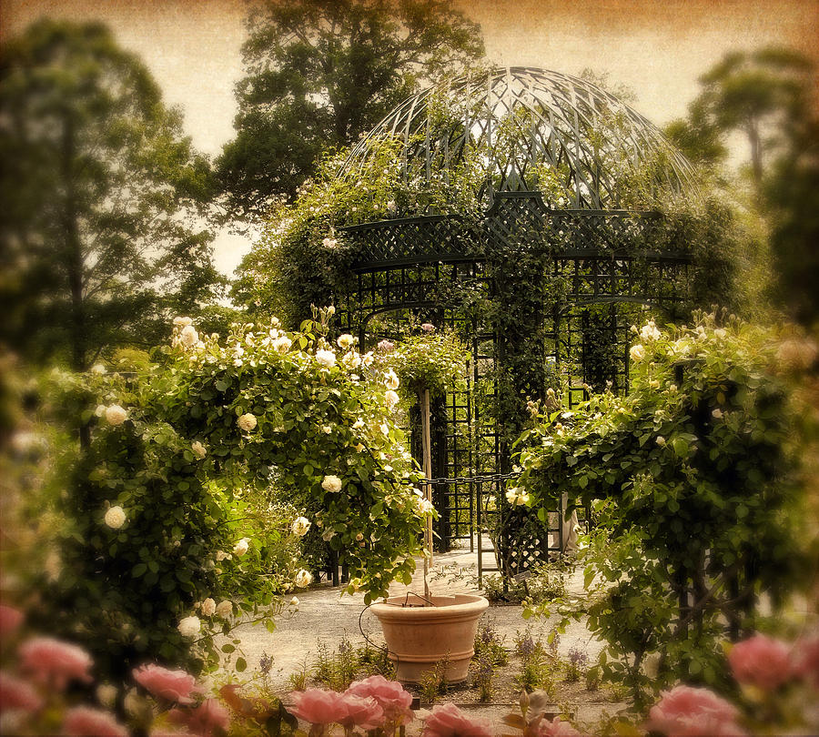 Rose Arbor #8 Photograph by Jessica Jenney