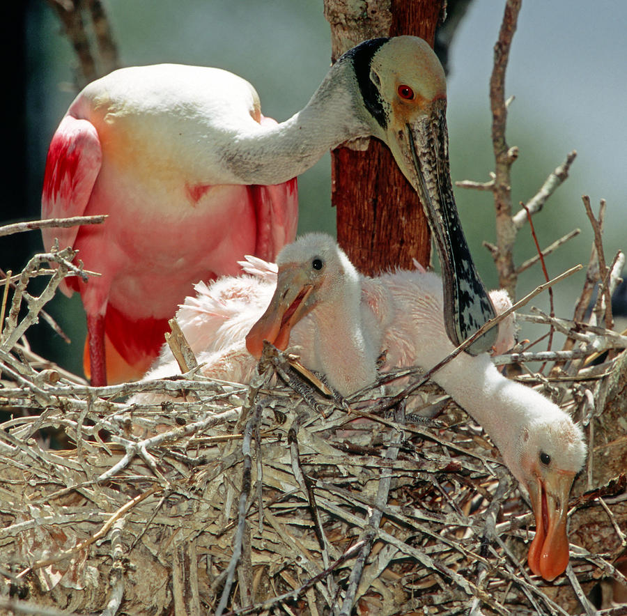 Roseate Spoonbill With Young Photograph By Millard H Sharp Fine Art   8 Roseate Spoonbill With Young Millard H Sharp 