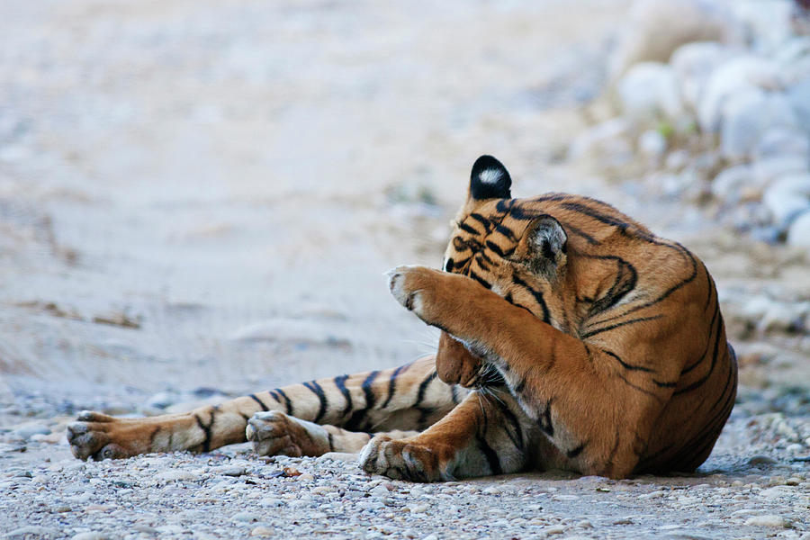Jungle Photograph - Royal Bengal Tiger (male #8 by Jagdeep Rajput