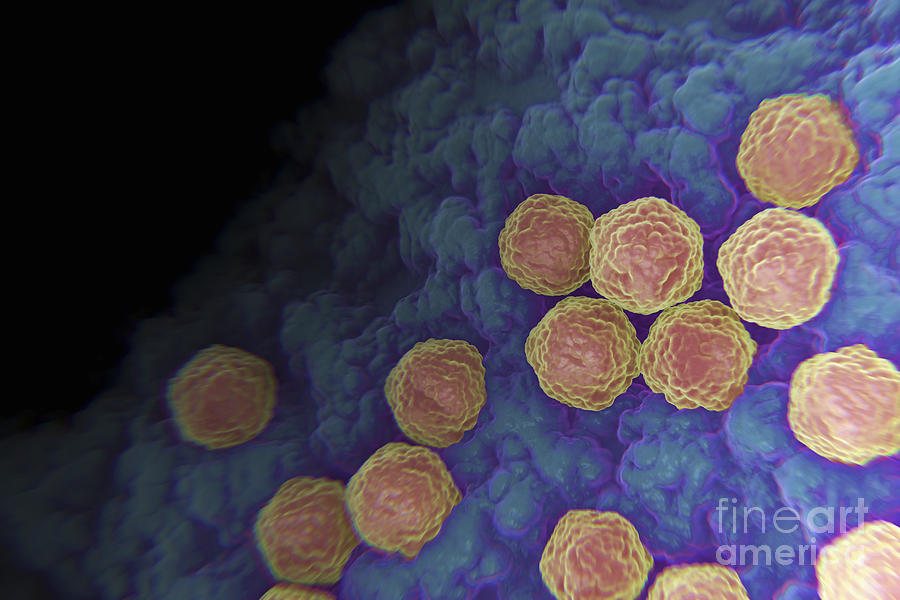 Cells Photograph - Rubella Virus #8 by Science Picture Co