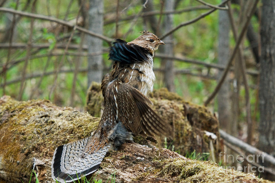 Ruffed Grouse Courtship Display #8 Photograph by Linda Freshwaters Arndt